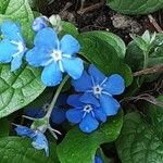 Omphalodes verna Flower