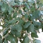 Quercus suber Blad