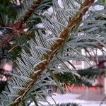 Abies nordmanniana Feuille