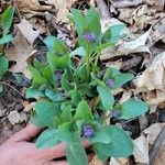 Mertensia virginicaফুল