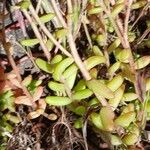 Sedum album Ліст