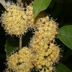 Piptocarpha poeppigiana 花