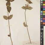 Eriophyton nepalense Otro
