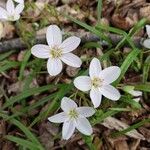 Claytonia virginica Λουλούδι