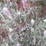 Lavandula dentata 葉