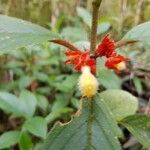 Glossoloma ichthyoderma Flor