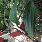 Stanhopea hernandezii Hoja