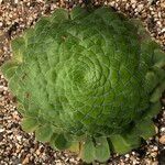 Aeonium tabulaeforme Συνήθη χαρακτηριστικά