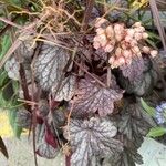 Heuchera sanguinea Elinympäristö