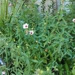 Pavonia hastata 花