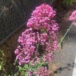 Valeriana lecoqii Flower