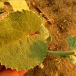 Abutilon pannosum Leaf