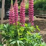 Lupinus polyphyllus Flor