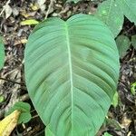 Philodendron davidsonii Leaf