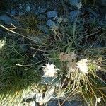 Lomelosia graminifolia ফুল