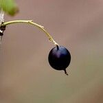 Ribes nigrum その他の提案