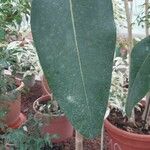 Ficus obliqua Leaf