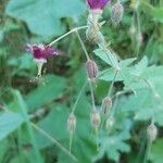 Geranium reflexum Flor