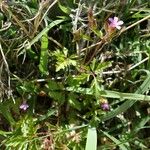 Geranium purpureum 整株植物