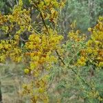 Bursaria spinosa Fruit