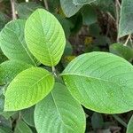 Heliotropium verdcourtii Leaf