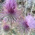 Ptilostemon hispanicus Flower