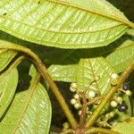 Miconia ibaguensis List