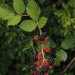 Rubus fruticosusЛисток