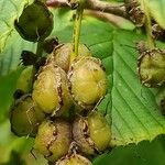Corylopsis himalayana Fruto