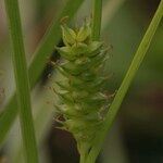 Carex punctata Fruitua