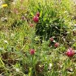 Platycapnos spicata 花