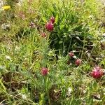 Platycapnos spicata Flor