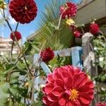 Dahlia pinnataFlower