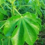 Jatropha gossypiifolia Leaf