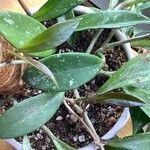Hoya pubicalyx Leht