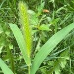 Setaria faberi Feuille