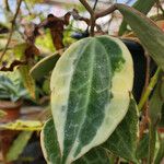 Hoya macrophylla Leaf