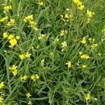 Diplotaxis tenuifolia Habit