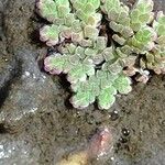 Azolla filiculoides برگ