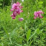 Lathyrus heterophyllus Floare