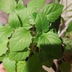 Physalis philadelphica Hostoa
