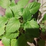 Physalis philadelphica Leaf