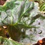 Begonia heracleifoliaLeaf