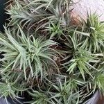 Tillandsia aeranthosLeaf