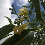 Tabernaemontana persicariifolia Floro