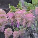 Origanum rotundifolium फूल