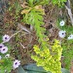 Aeonium canariense Flower