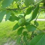 Juglans regiaЛисток