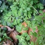 Corydalis flexuosa Leaf