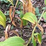 Polygonatum odoratumLevél